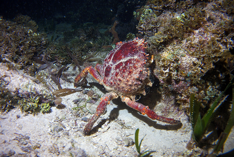 Snorkeling in Cancun, Things to do Cancun