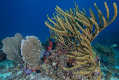 Cancún Lección de Buceo  (Próximamente)