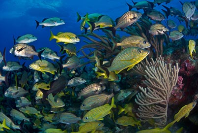  Cancun Scuba Dive Lesson 