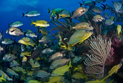 Cancún Lección de Buceo  (Próximamente)