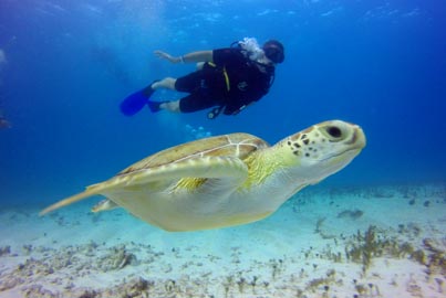 Cancún Lección de Buceo  (Próximamente)