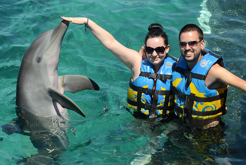 Dolphin Cat + Royal Swim