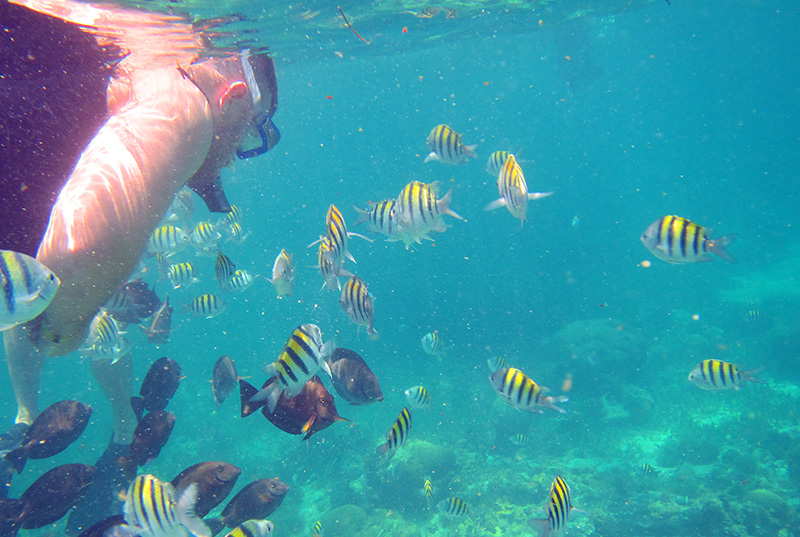 snorkel with multicolored fish in cancun