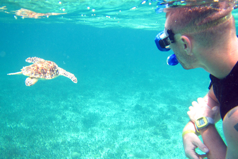snorkel with Turtle