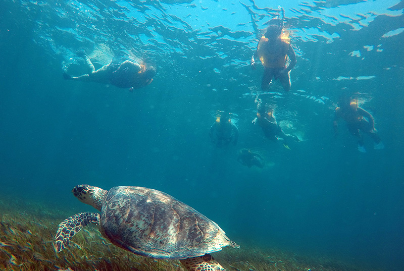 snorkel en cancun con tortugas