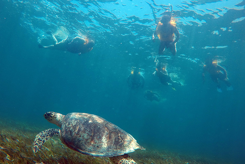 Esnórquel En Cancún Con Tortugas, Arrecife, Estatuas Submarinas, Naufragio Y Cenote Submarino