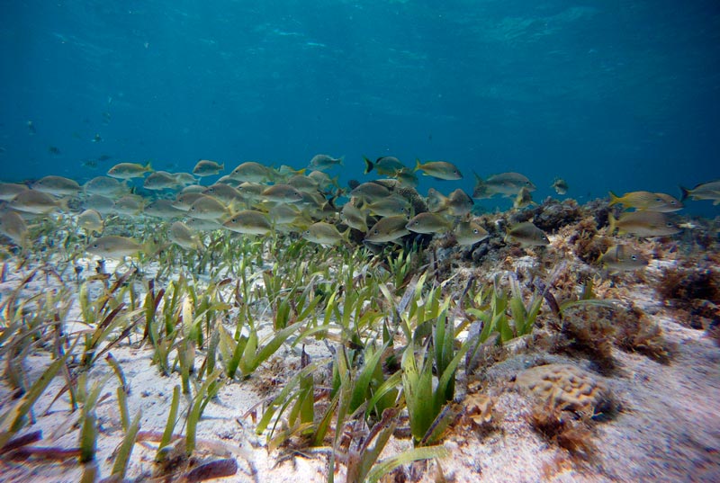 Tour de Snorkel en Aguas Profundas