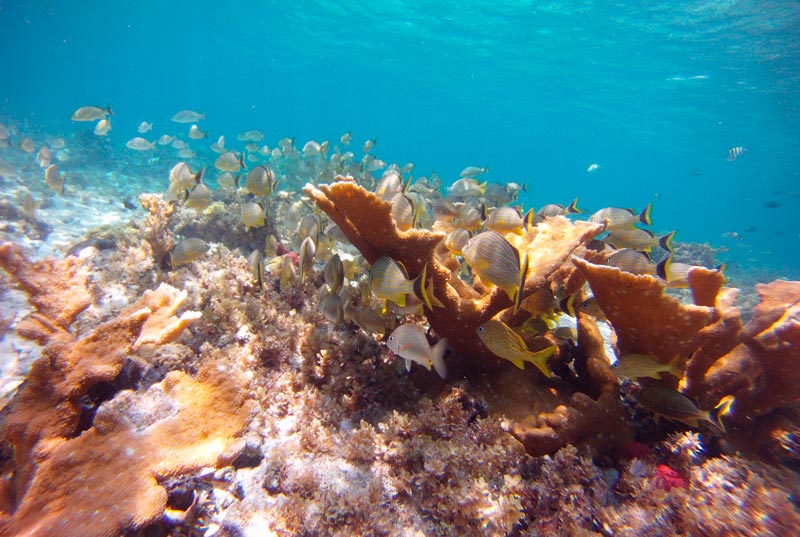 El Meco reef, Cancun.