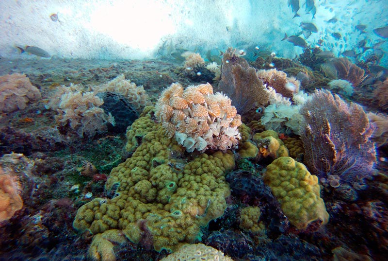 Tour de Snorkel en Aguas Profundas