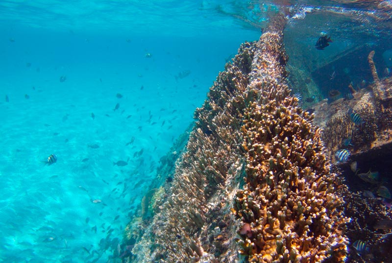 Combo: Parasail +Tour de Snorkel con 3 paradas (nado con tortugas)