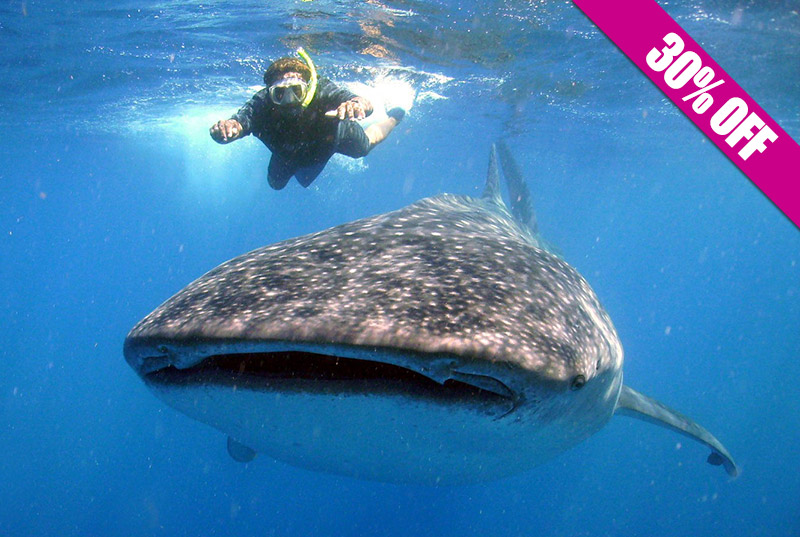 Foto 1 de The best whale shark tour in Cancun
