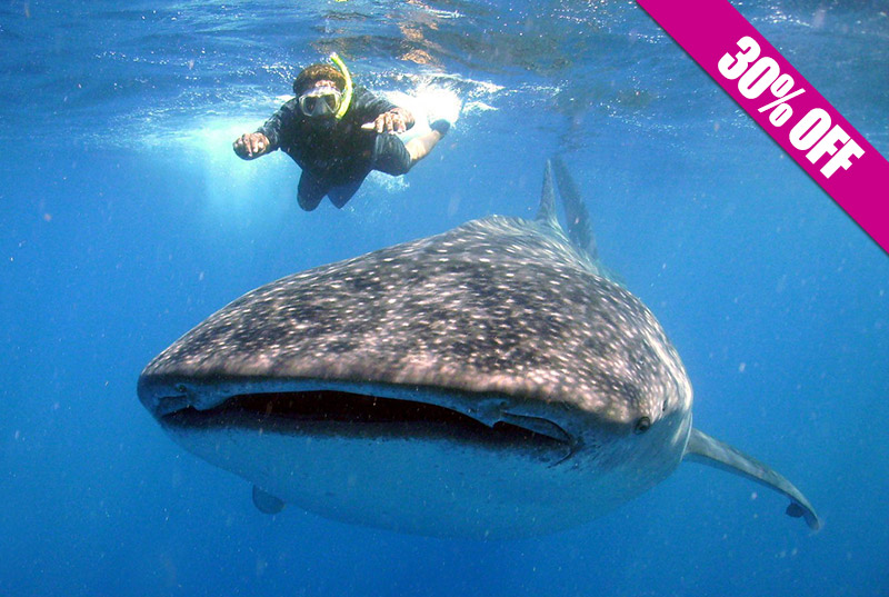 Nado con Tiburón Ballena (precio especial reserva anticipada)