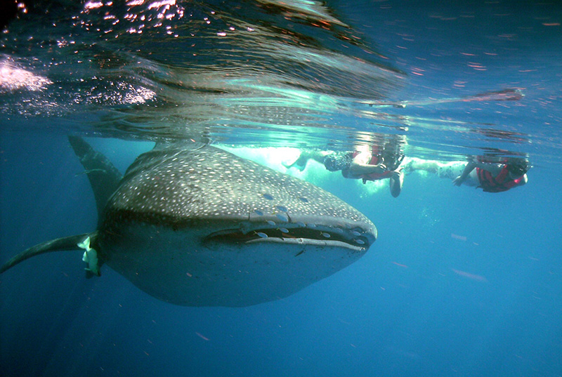 The best whale shark tour in Cancun
