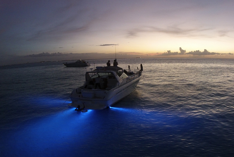 Renta de 4 horas Yate Sea Ray Express Cruiser 43 pies (hasta 12 personas) (Próximamente)