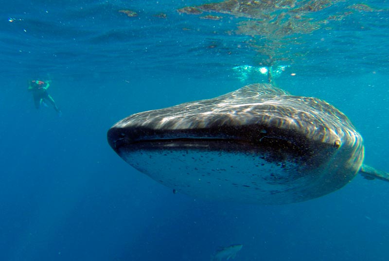 Nado con Tiburón Ballena (precio especial reserva anticipada)