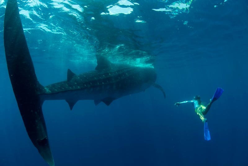 The best whale shark tour in Cancun