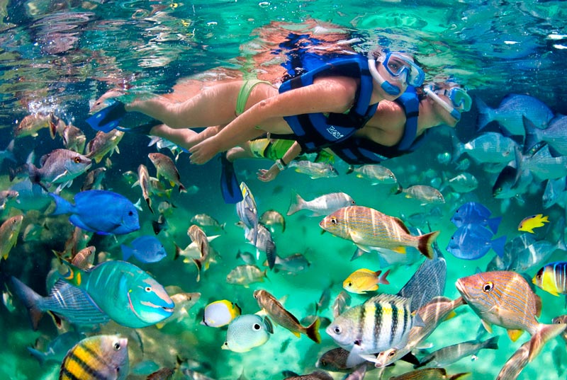 Combo  3 Dip Guided Snorkeling Tour (swim with turtles) + Tour Xel Ha All Inclusive