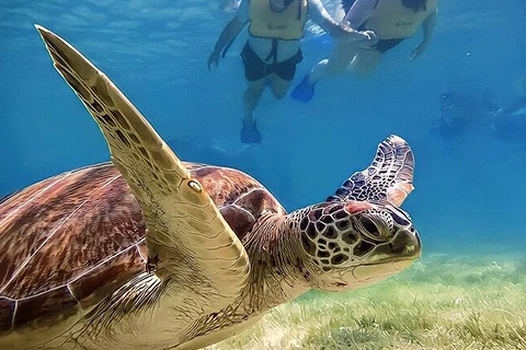 Snorkel Maya Tour in Akumal Turtles, Cenote and Cave Adventure in Riviera Maya.