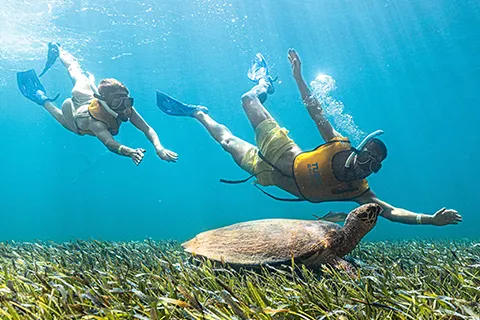 Esnórquel En Cancún Con Tortugas, Arrecife, Estatuas Submarinas, Naufragio Y Cenote Submarino