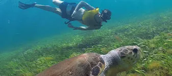Snorkeling In Cancun With Turtles, Reef, Underwater Statues, Shipwreck And Underwater Cenote