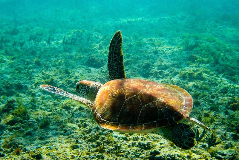  Snorkeling in Akumal Turtle Sanctuary, Swim in Cenote Halcón’s Nest and Explore Sayab Cavern
