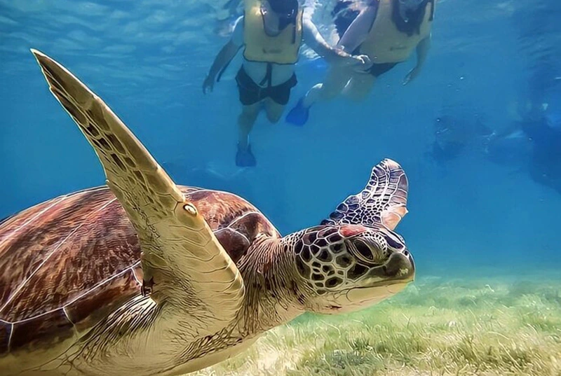 Snorkeling in Akumal Turtle Sanctuary, Swim in Cenote Halcón’s Nest and Explore Sayab Cavern