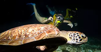 snorkel-nocturno