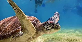 Snorkeling in Akumal Turtle Sanctuary, Swim in Cenote Halcón’s Nest and Explore Sayab Cavern
