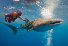 El mejor tour de tiburón ballena en Cancún