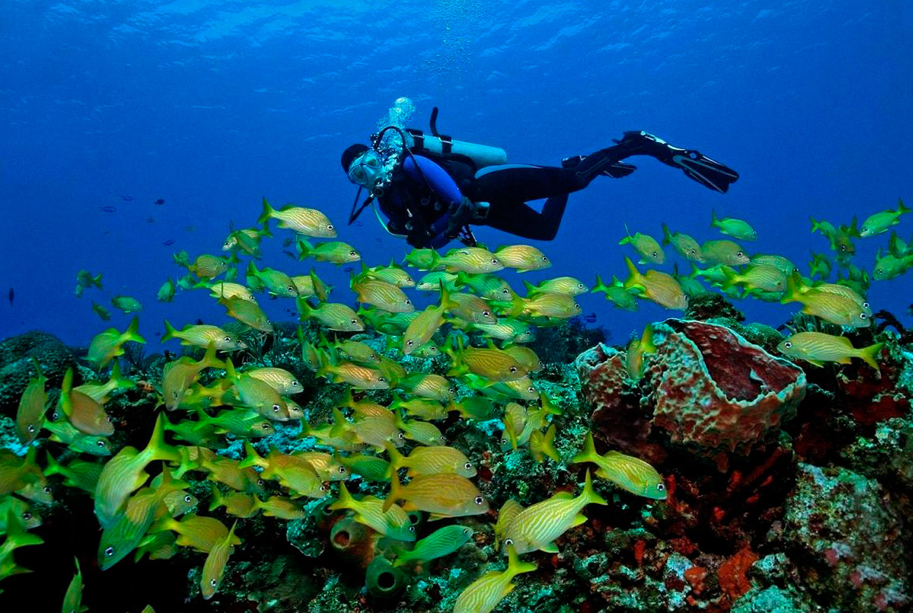 Scuba diving in Cancun