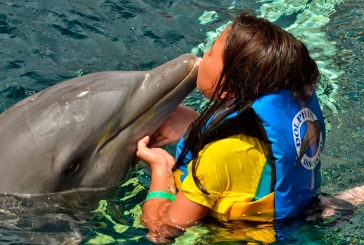 Dolphin Encounter Cancún