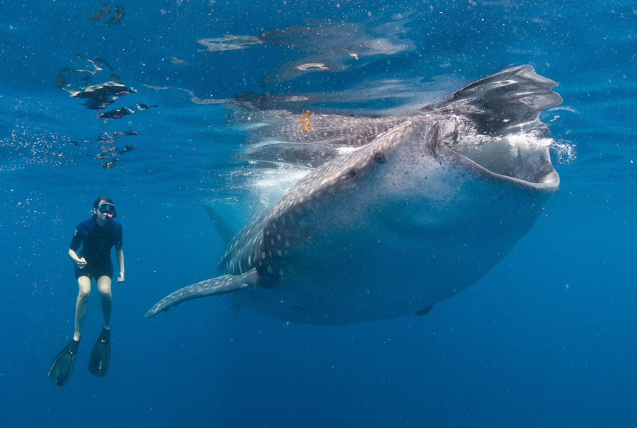 Whale shark in Cancun.